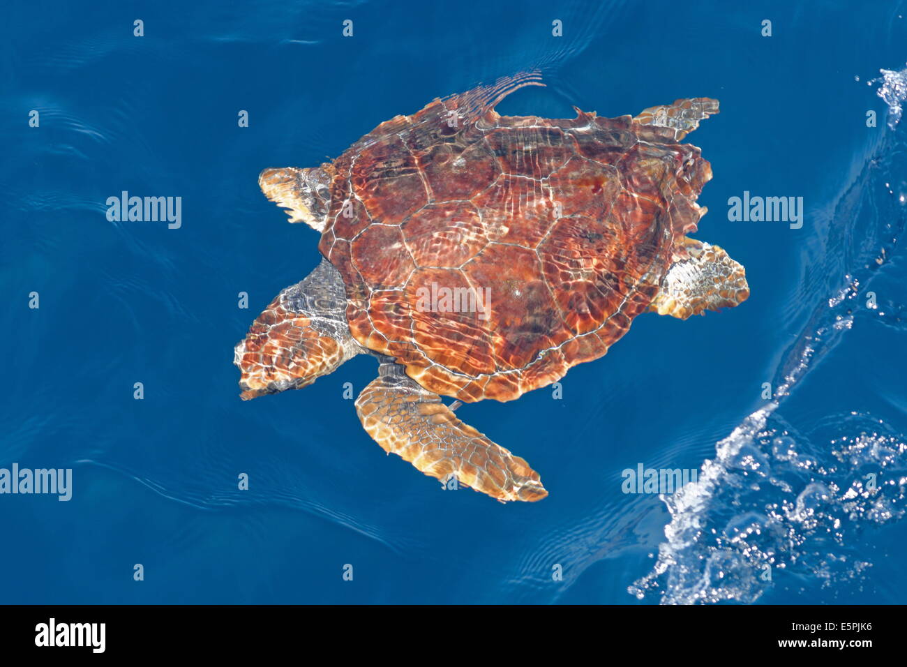 Juvenile loggerhead turtle (Caretta caretta), oceanic stage, below surface in deep water, Northeast Atlantic, offshore Morocco Stock Photo