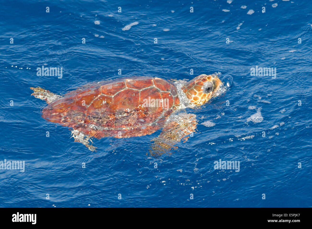 Juvenile loggerhead turtle (Caretta caretta), oceanic stage, breathing at the surface, Northeast Atlantic, offshore Morocco Stock Photo