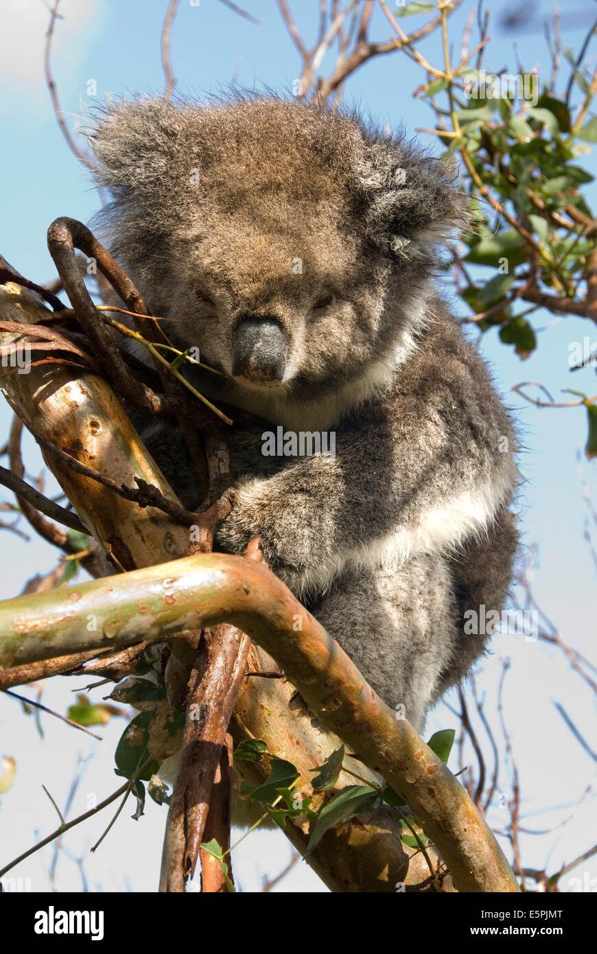 Koala in the wild, in a gum tree at Cape Otway, Great Ocean Road, Victoria, Australia, Pacific Stock Photo