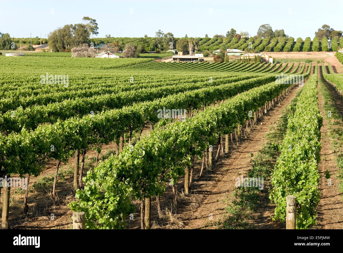 Giant vineyards, Renmark, Murray River valley, South Australia, Australia, Pacific Stock Photo