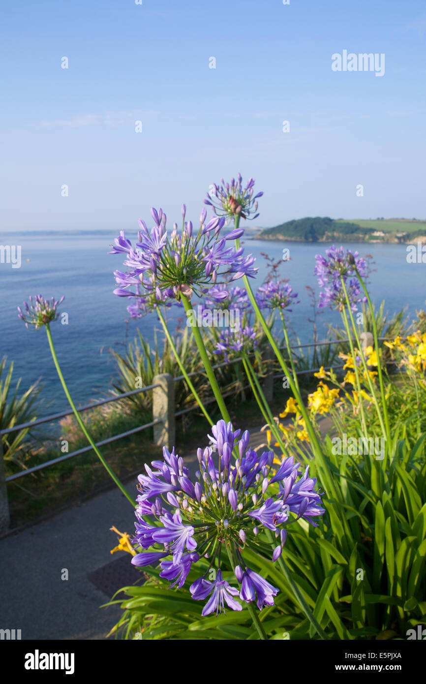 Summer flowers Falmouth seaside Gyllyngvase beach coastal path Gardens