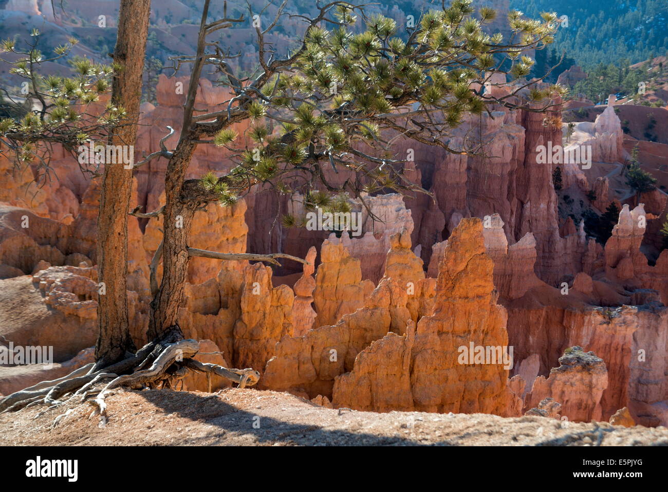 Bryce Canyon National Park, Utah, United States of America, North America Stock Photo