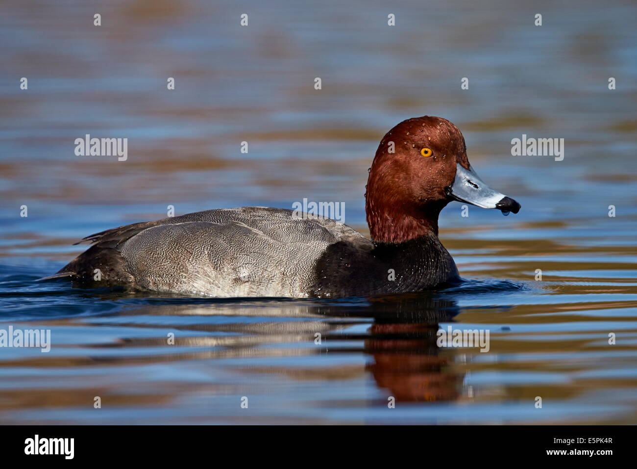 Redhead (Aythya americana) swimming, Clark County, Nevada, United States of America, North America Stock Photo