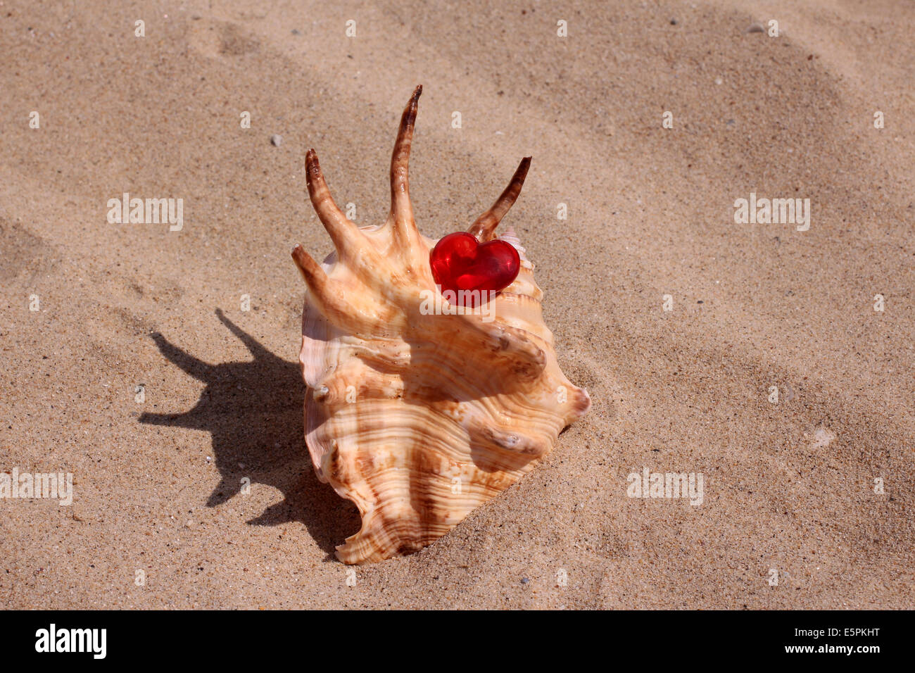 shell with red heart on the beach Stock Photo