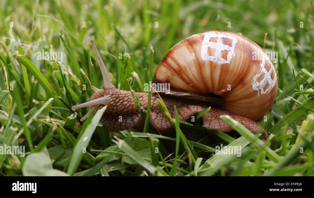 Close up of a snail with windows of its shell, real estate concept Stock Photo