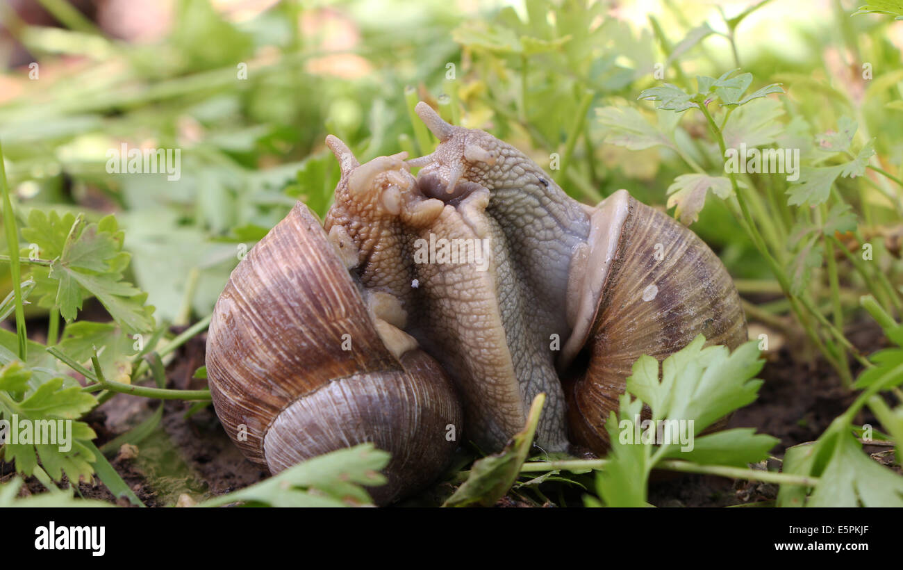 Snail couple. Snail lovers. Stock Photo