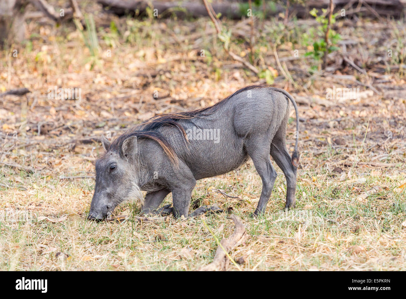 Common warthog, Phacochoerus africanus, in characteristic kneeling ...