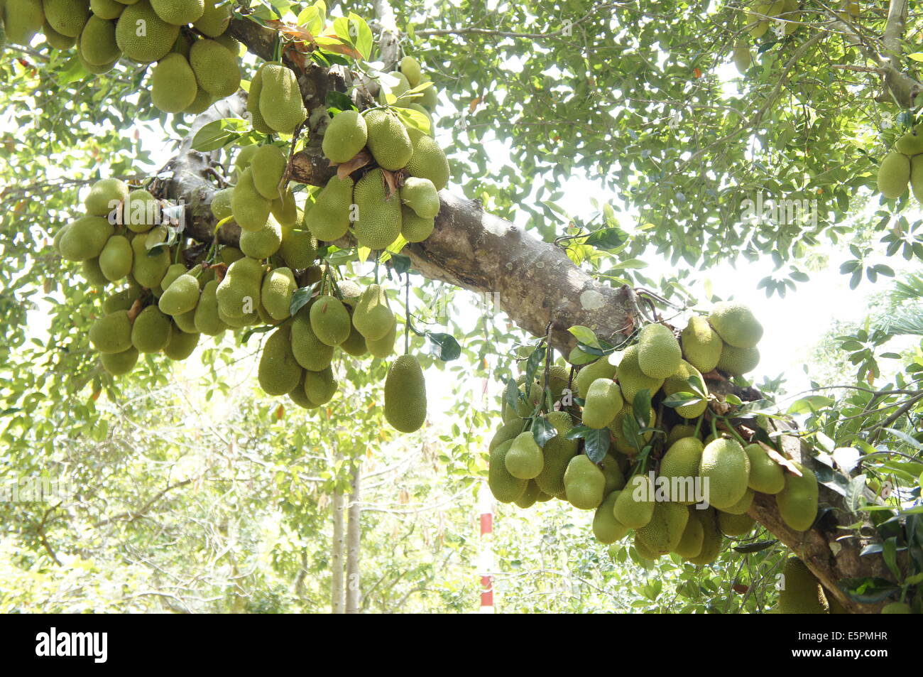 jackfruit tree with many fruits Stock Photo