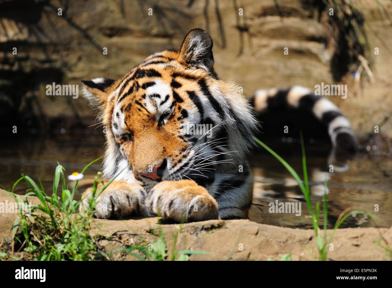 Yong Female Siberian Tiger is happy in water on a day of hot summer Stock Photo
