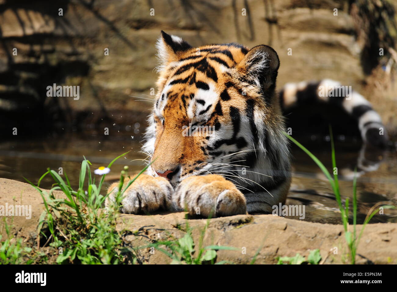 Yong Female Siberian Tiger is happy in water on a day of hot summer Stock Photo