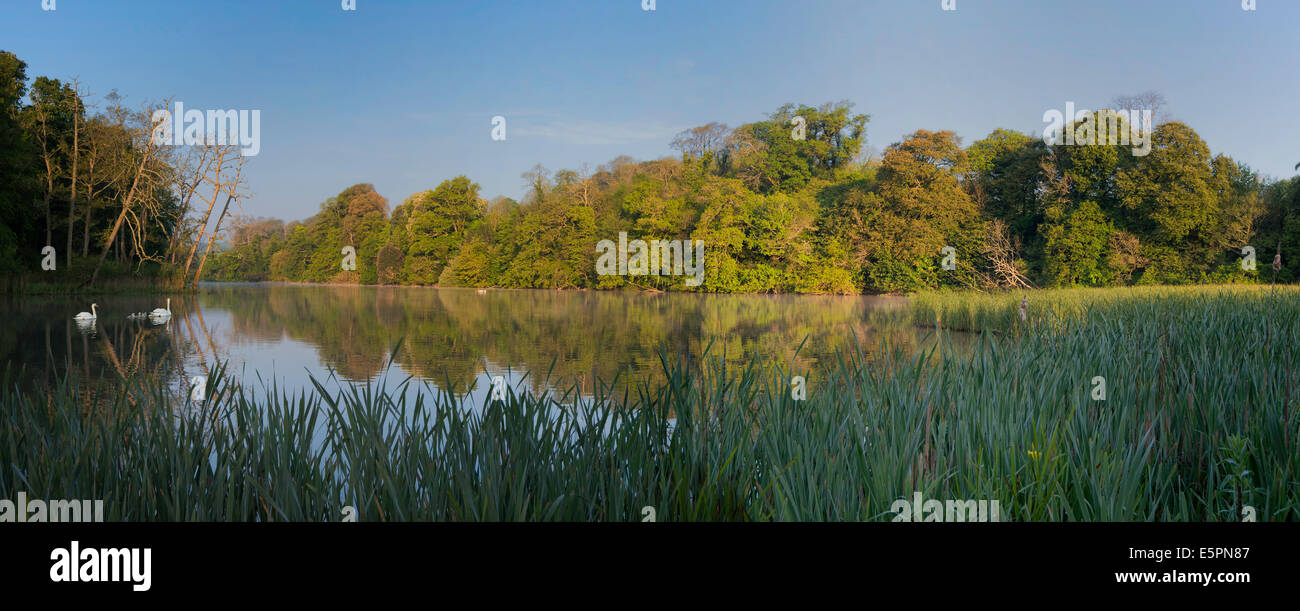 PANORAMIC VIEW OF SWANS ON FISHPOND ON RIVER YEALM IN DEVON VERY EARLY MORNING. ENGLAND UK Stock Photo