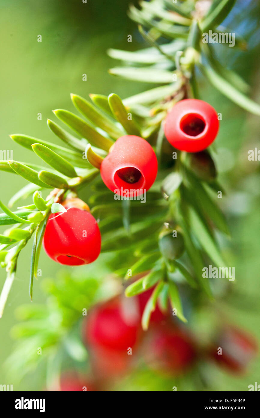 Fruits of yew (Taxus baccata). Stock Photo