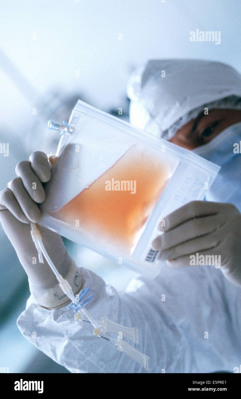 Cultivation of CD34 stem cells (hematopoietic stem cells collected from the bone marrow), These cells are multiplicated in Stock Photo