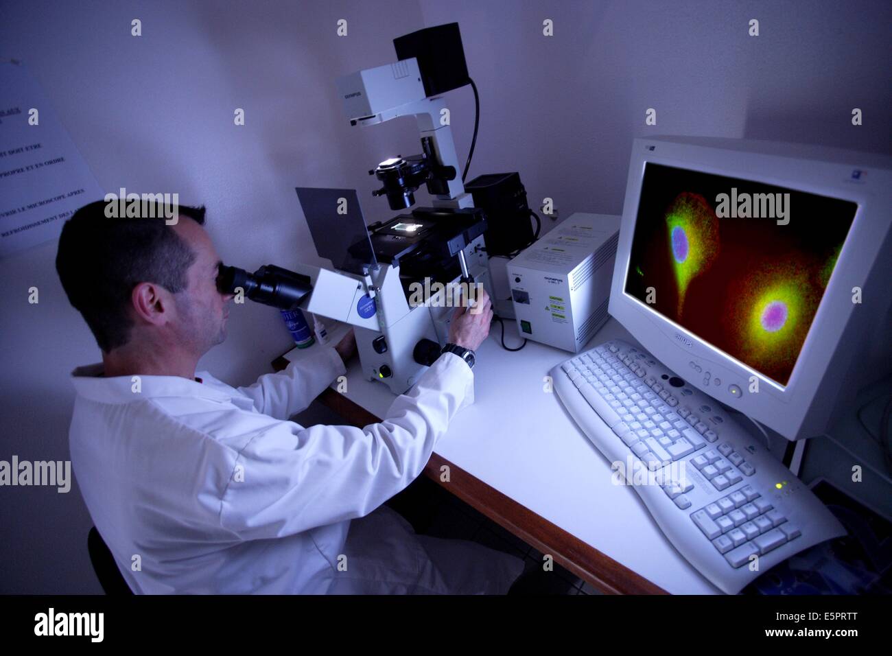 The unit 613 of the French National Institute for Health and Medical Research (Inserm) carries researches on molecular and Stock Photo