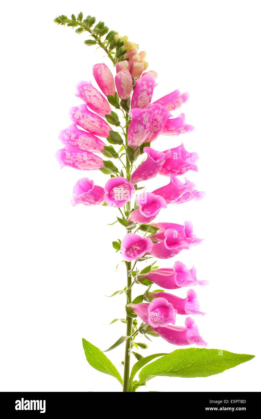 Foxglove (Digitalis purpurea) flowers, The plant contains the poisonous ...