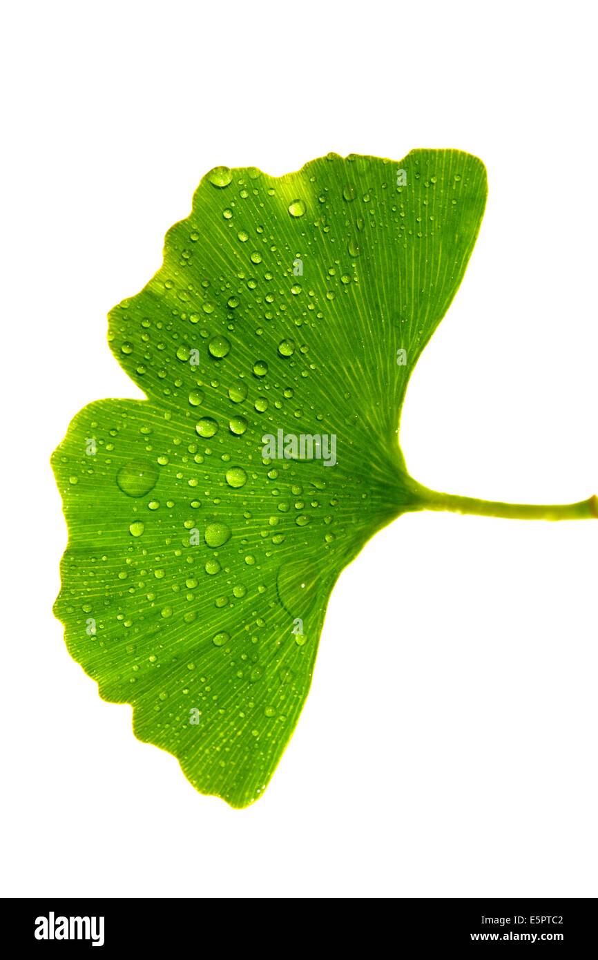 Ginkgo biloba leaf Stock Photo