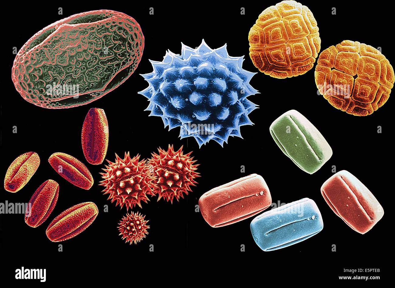 Scanning electron microscope view of differents pollens. Stock Photo