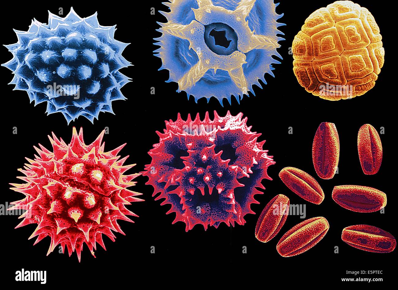 Scanning electron microscope view of differents pollens. Stock Photo