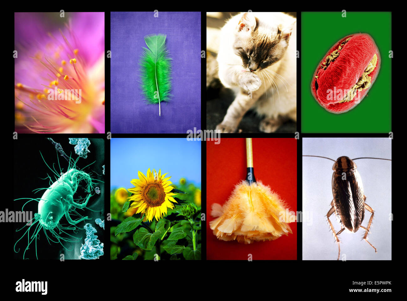 Allergens responsible for respiratory allergies. Stock Photo