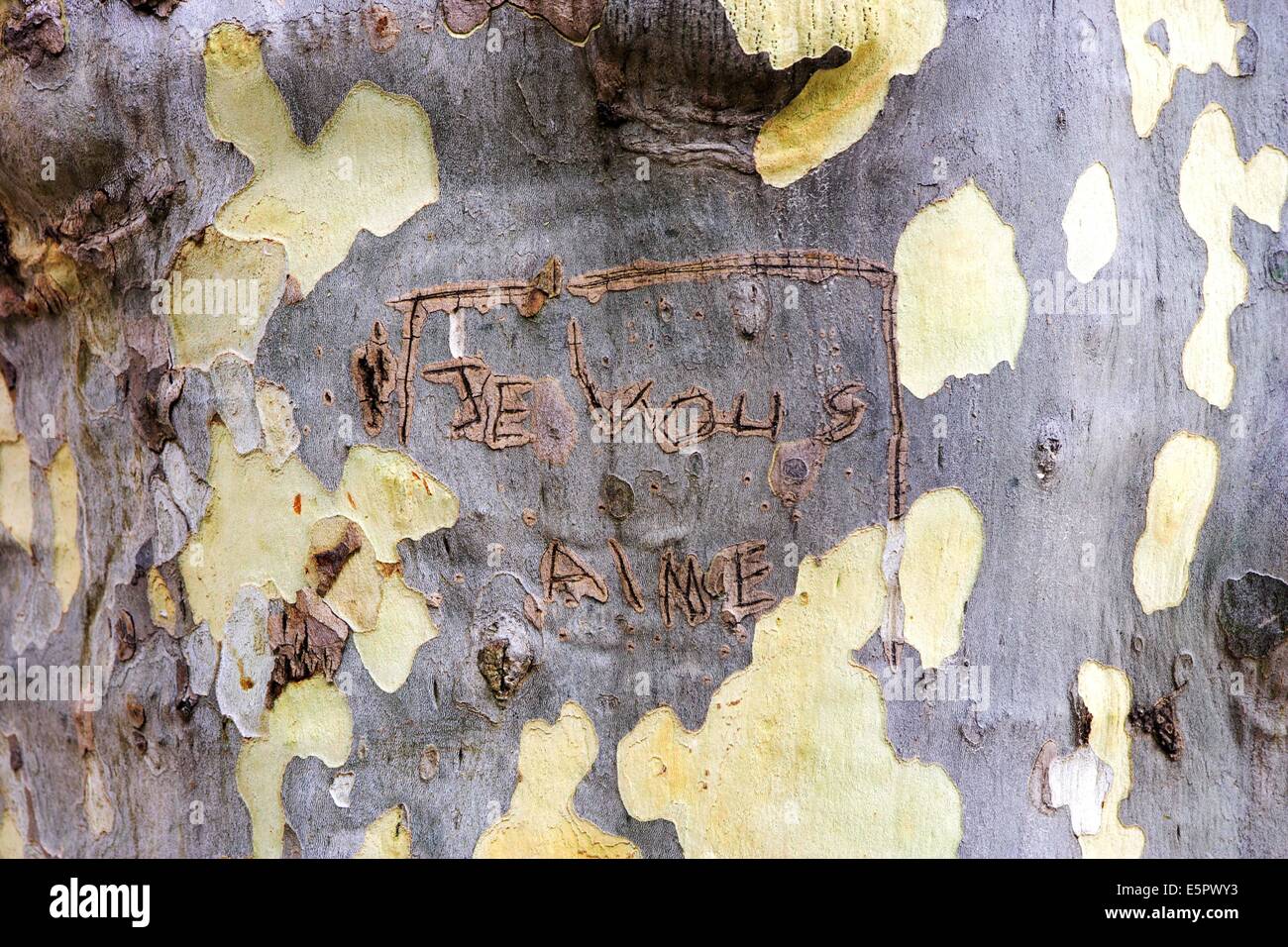 Je vous aime, (I love you) carved on tree bark. Stock Photo