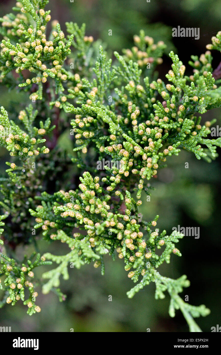 Savin juniper (Juniperus sabina). Stock Photo