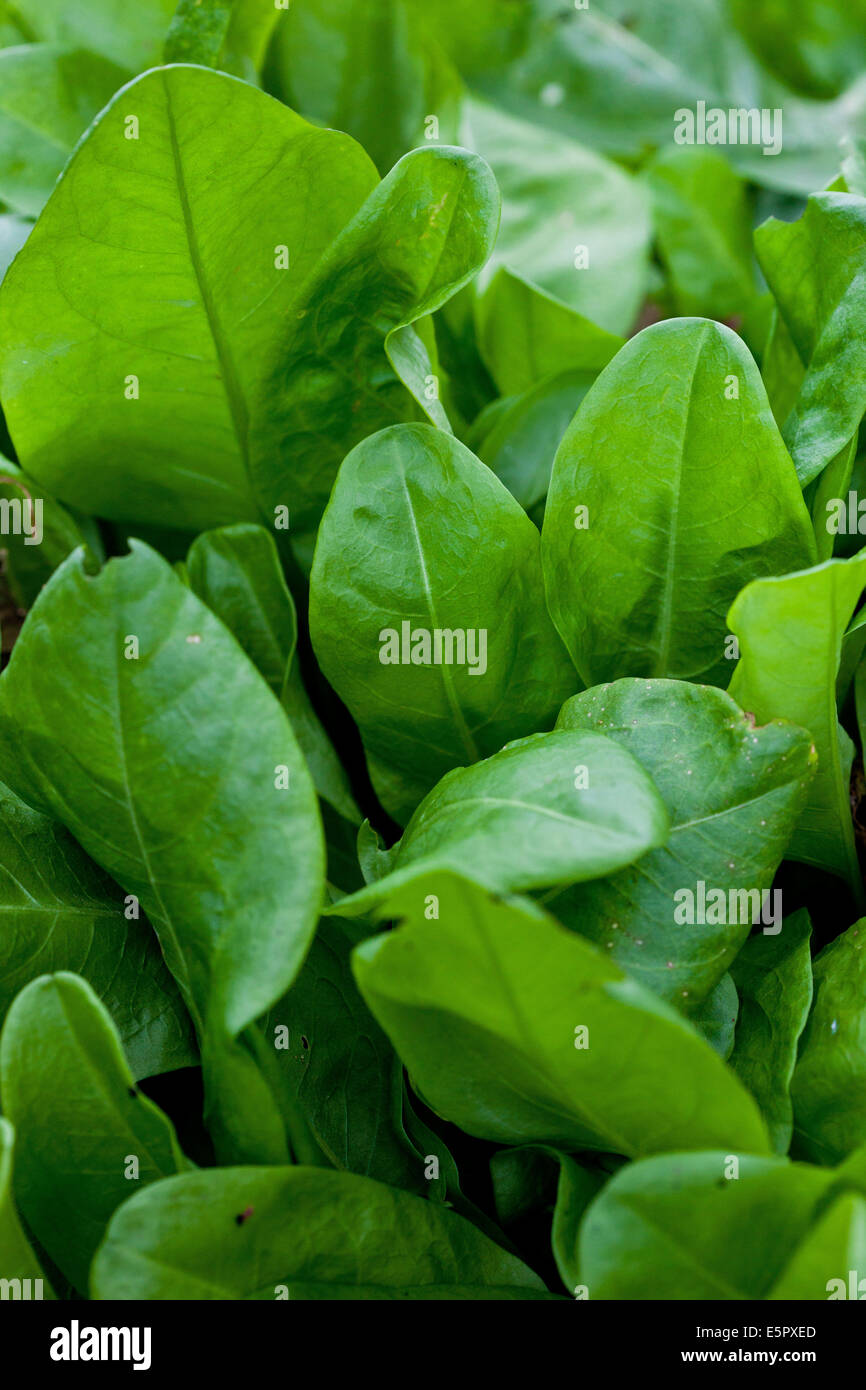 Sorrell Sorrell hi-res stock photography and images - Alamy