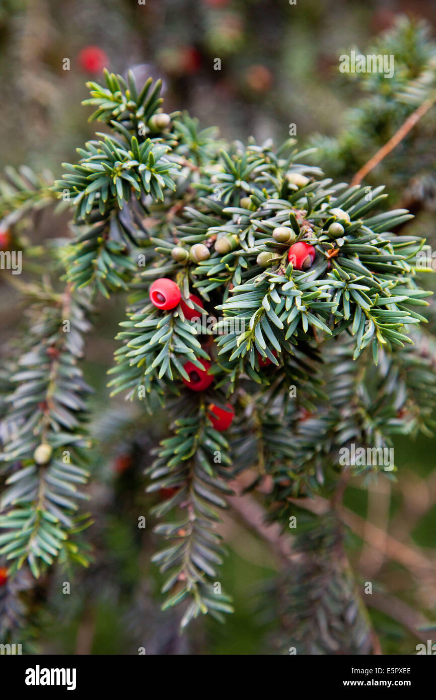 Fruits of yew (Taxus baccata). Stock Photo
