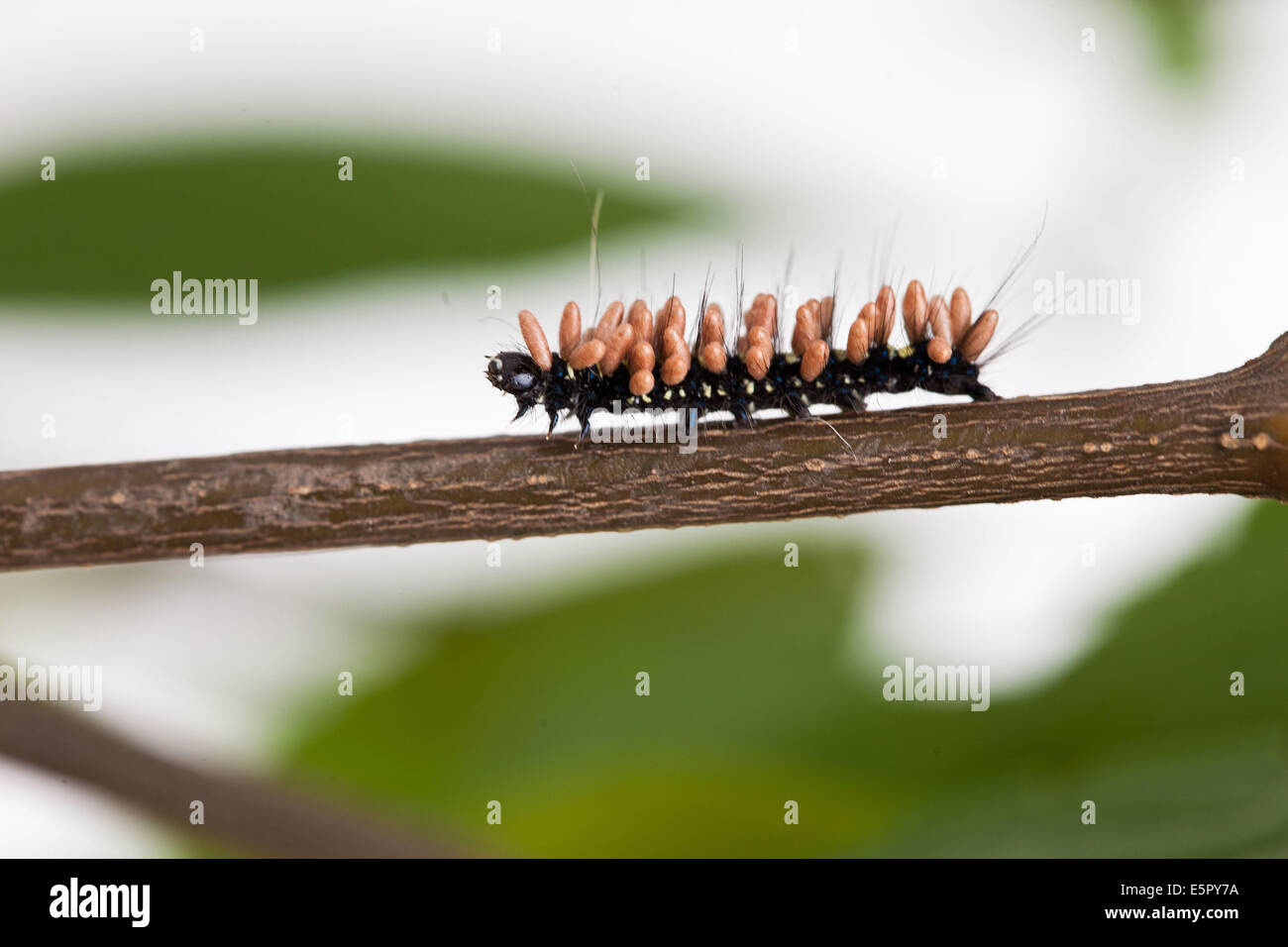 Caterpillar larva parasitized by braconid wasp larvae. Stock Photo