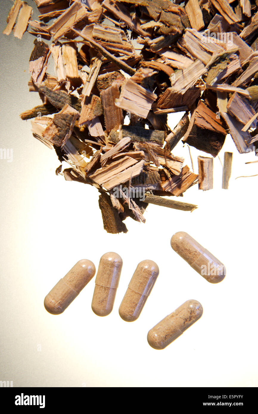 Dryed bark of white willow, used in phytotherapy for its anti-inflammatory properties. Stock Photo