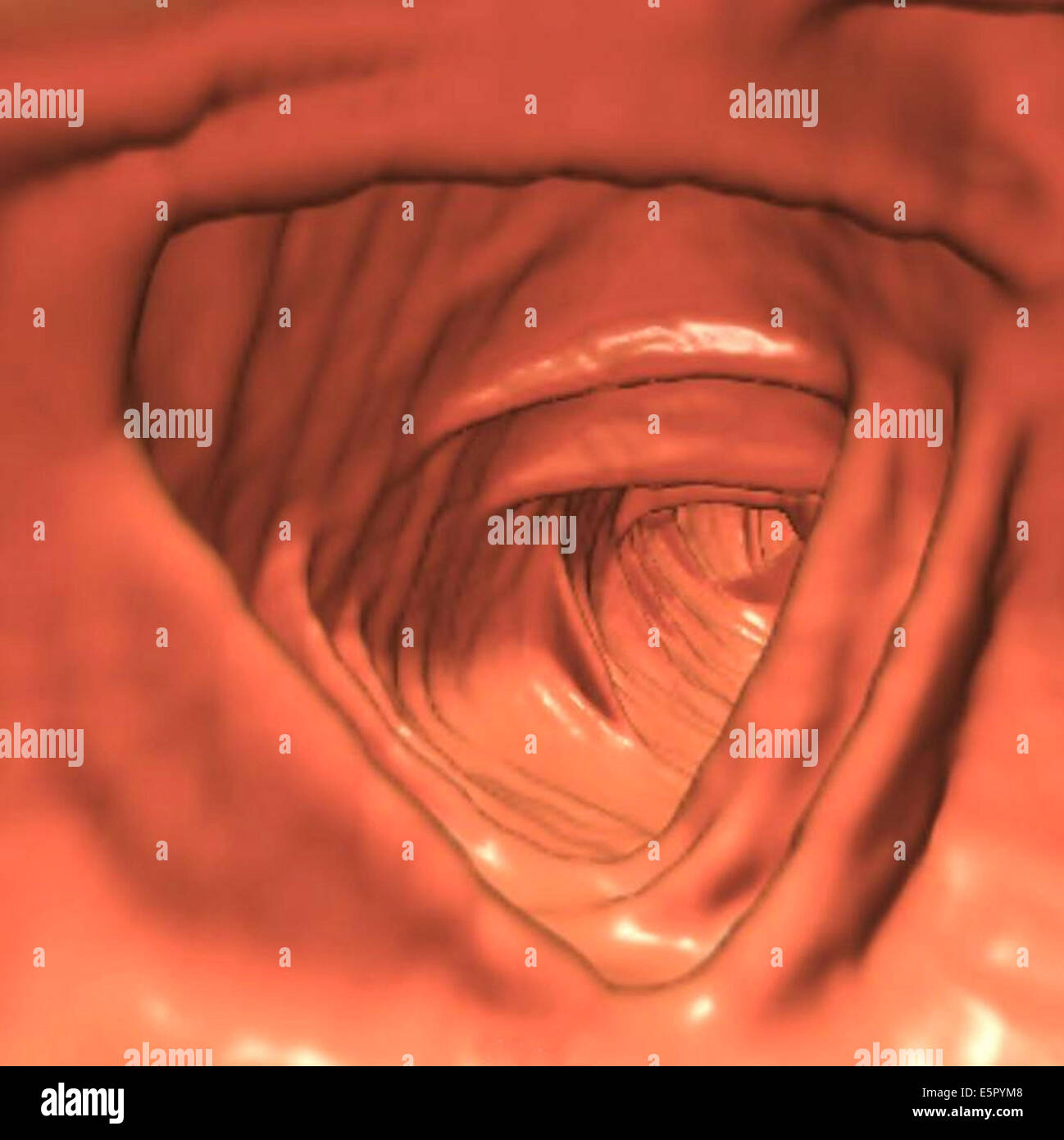 A 3D computed tomography (CT) scan of a healthy left colon. Stock Photo
