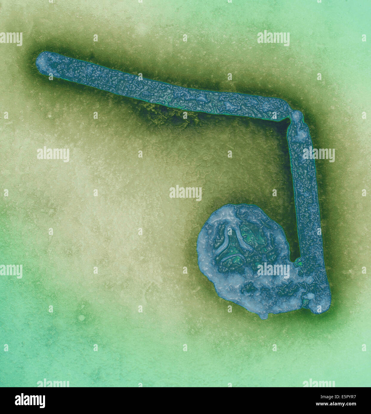 Transmission electron micrograph (TEM) of two avian influenza A H5N1 viruses, Magnification x 108,000. Stock Photo