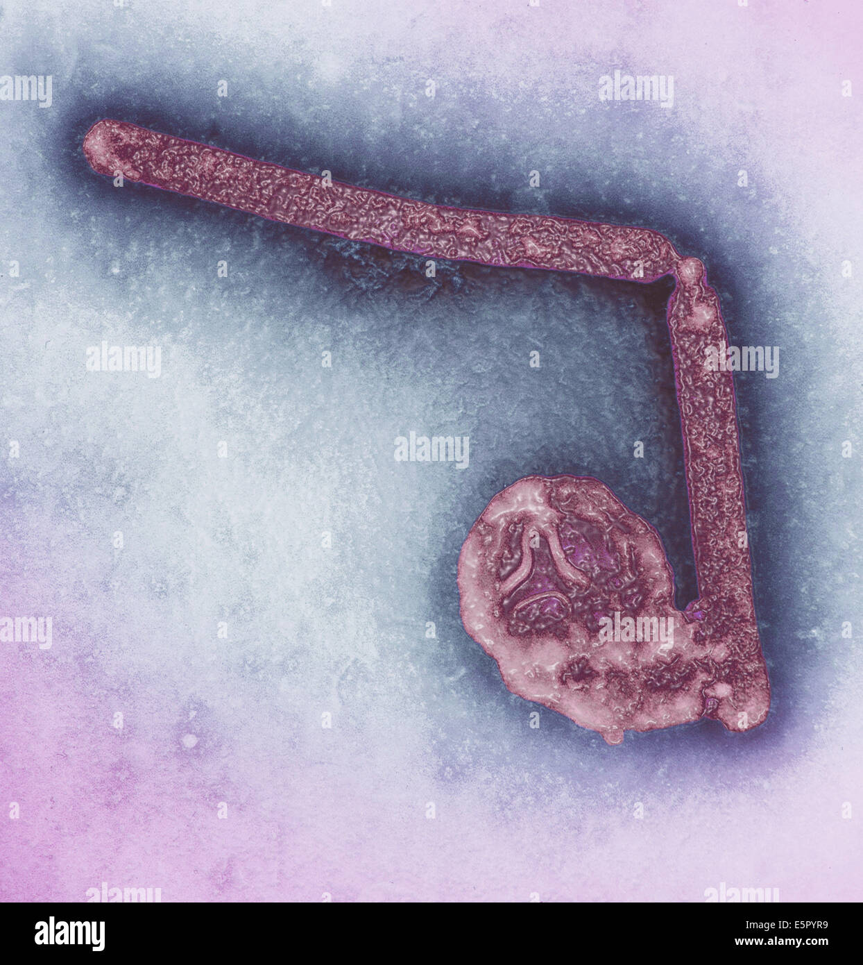 Transmission electron micrograph (TEM) of two avian influenza A H5N1 viruses, Magnification x 108,000. Stock Photo