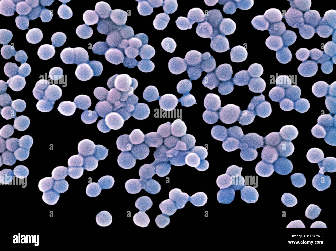 Staphylococcus pseudintermedius. Coloured scanning electron micrograph  (SEM) of Staphylococcus pseudintermedius bacteria. These Gram-positive  cocci (s Stock Photo - Alamy