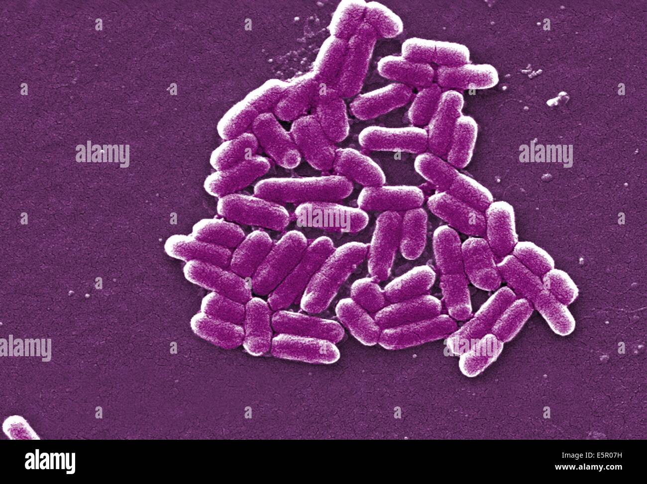 Scanning electron micrograph (SEM) Escherichia coli bacterium, magnification 6836x. Stock Photo