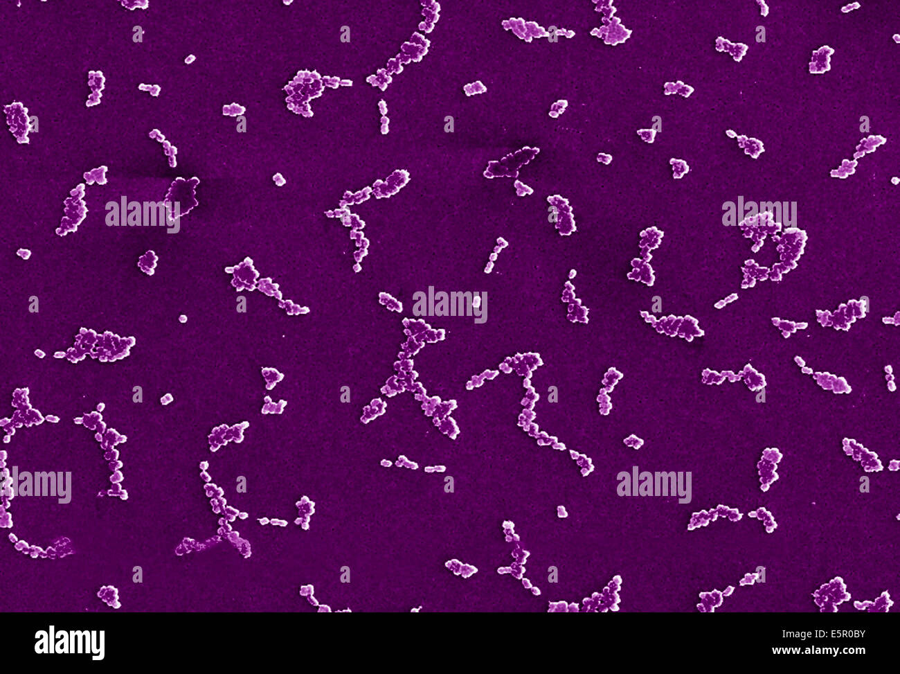 Scanning Electron micrograph (SEM) of Acinetobacter baumannii, This aerobic Gram-negative, non-motile bacteria are normal flora Stock Photo