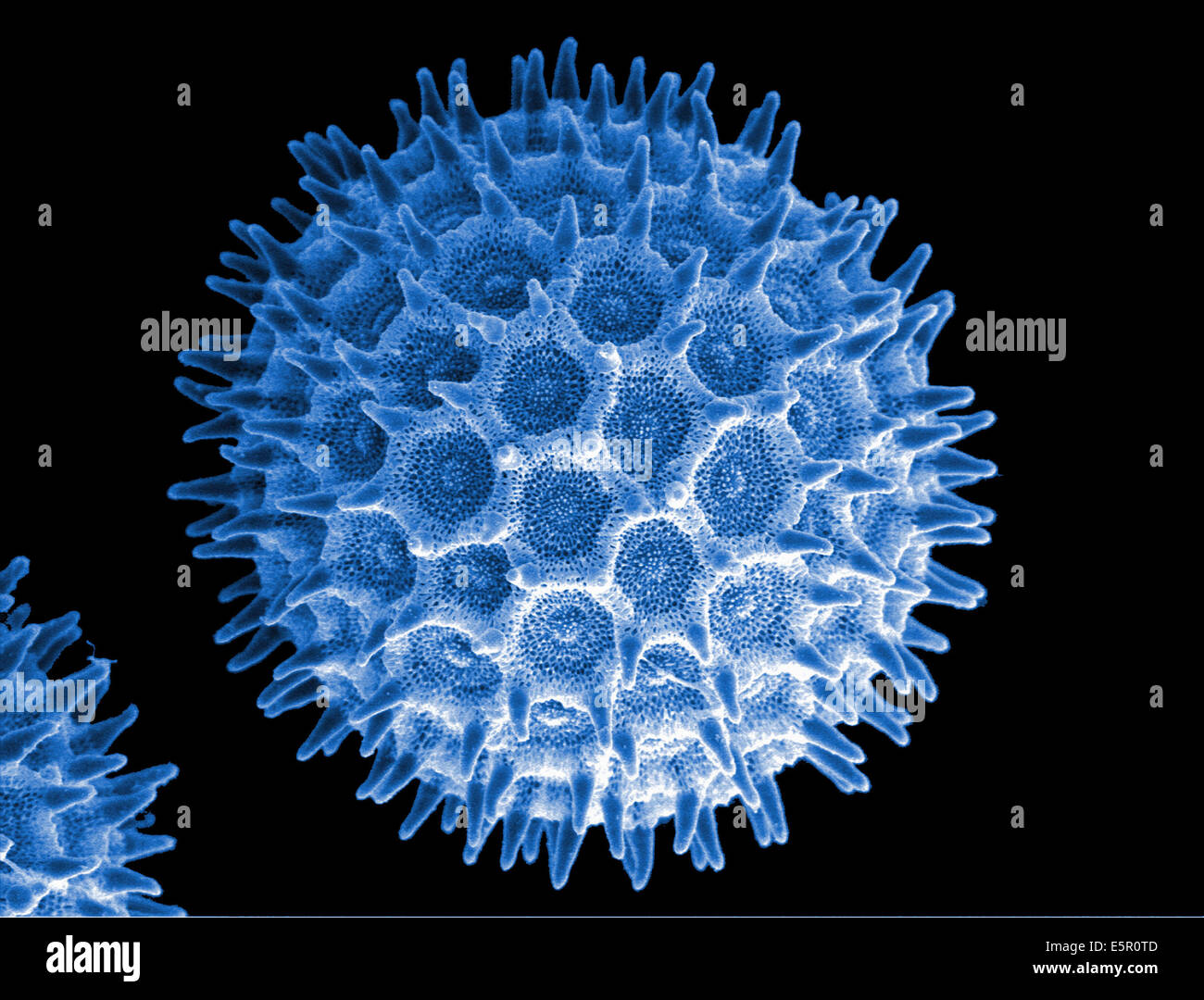 Sem pollen hi-res stock photography and images - Alamy