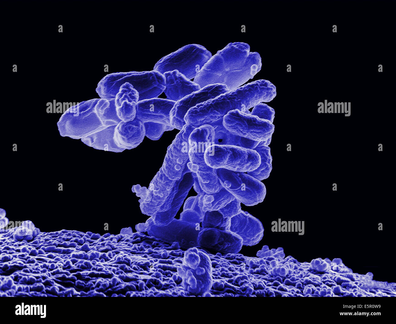 Scanning electron micrograph (SEM) of a cluster of Escherichia coli bacteria. Magnification 10000x. Stock Photo