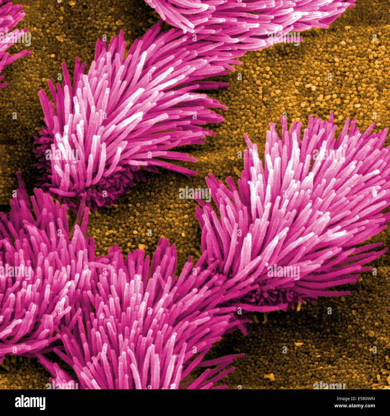 Scanning electron micrograph (SEM) of the lung trachea epithelium which consists of ciliated cells and non-ciliated cells. Stock Photo