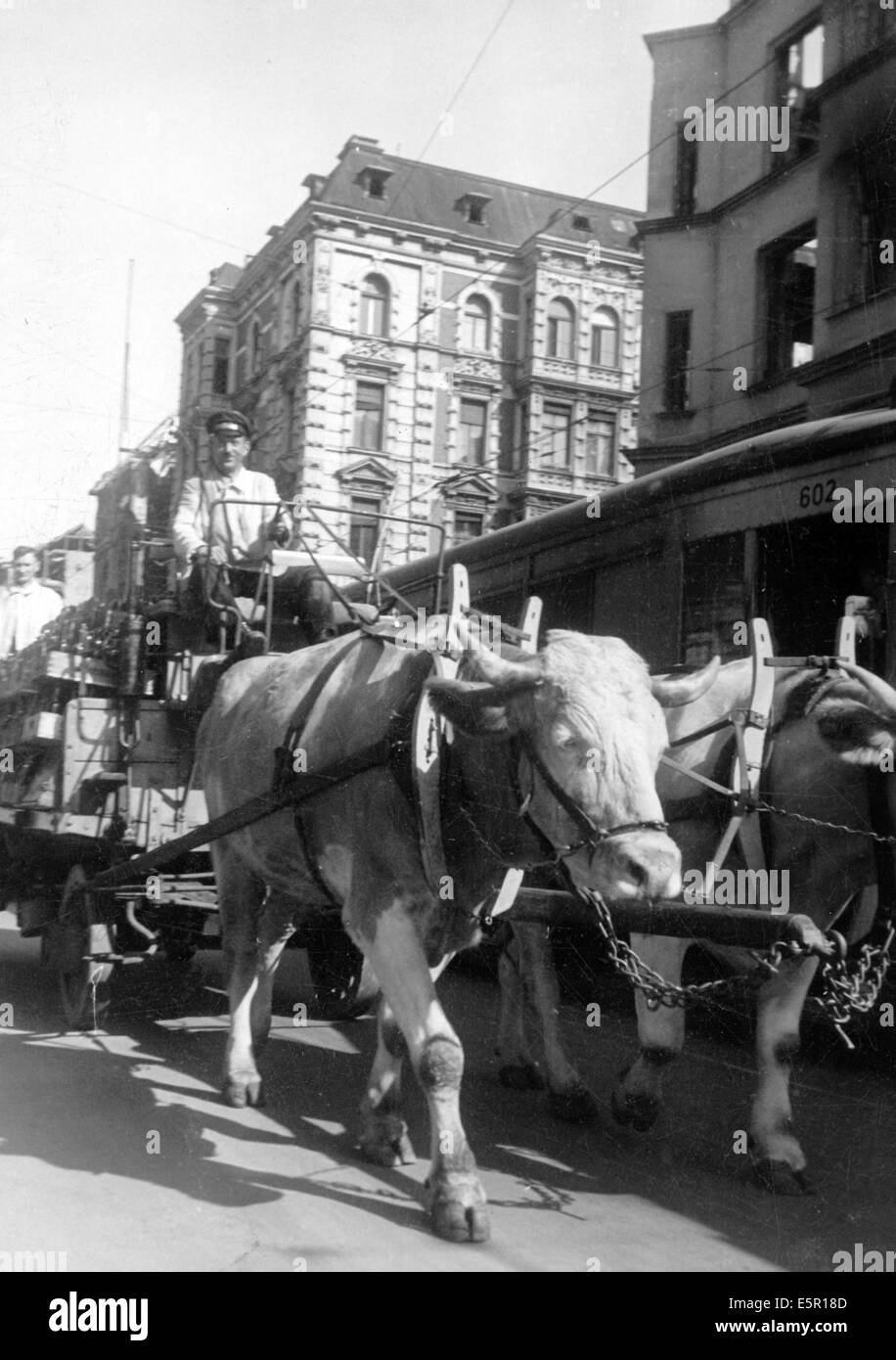 The picture from a Nazi news report shows a oxen pulling  a cart in Berlin, Germany, October 1944. The original text on the back of the picture reads: 'Life in Berlin today - The newest yoke in Berlin: the oxen-drawn wagon. The sturdy brewery horses have been 'drafted' and made way for the mighty oxen.' Fotoarchiv für Zeitgeschichte - NO WIRE SERVICE Stock Photo