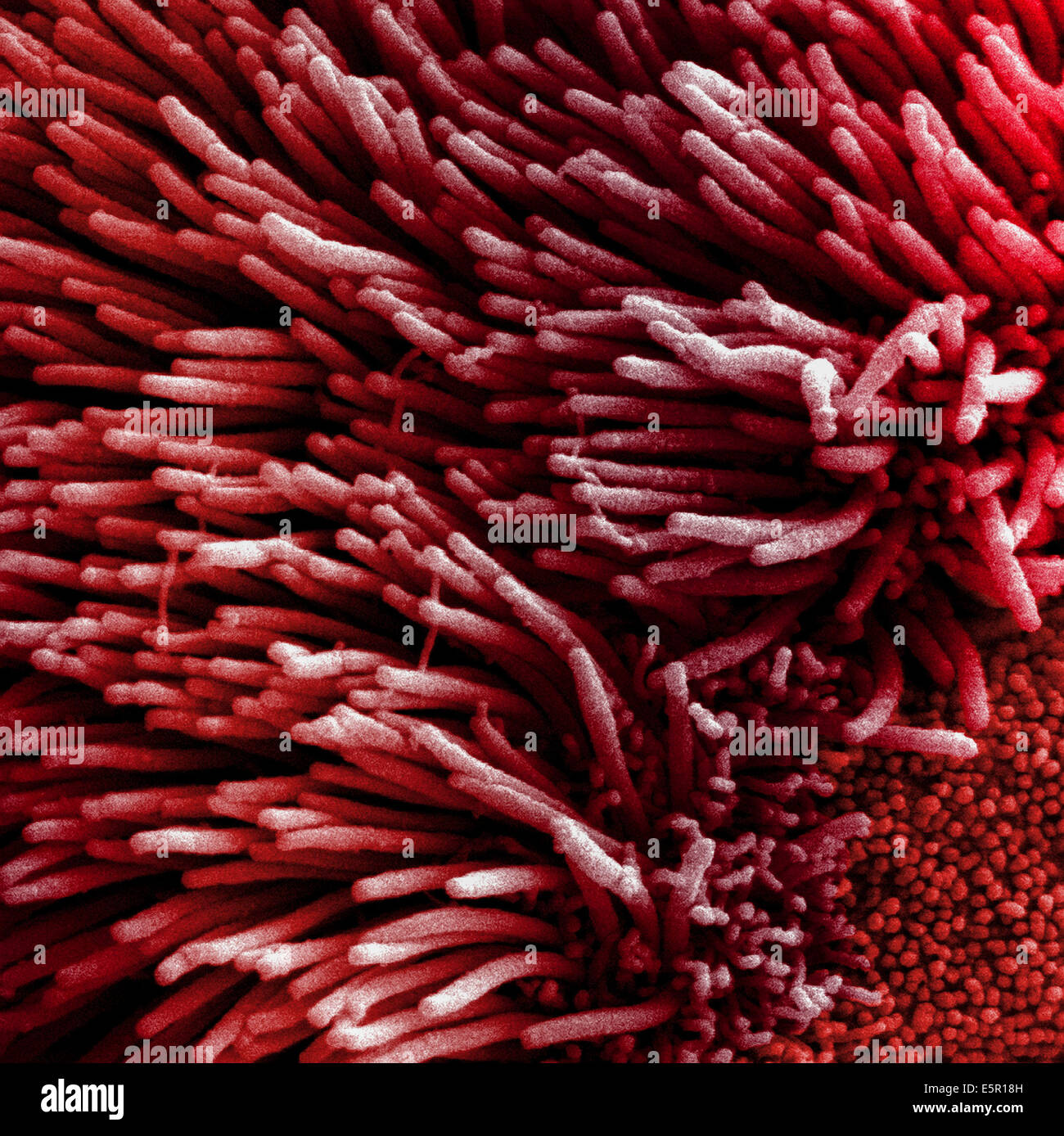 Scanning electron micrograph (SEM) of the lung trachea epithelium which consists of ciliated cells seen here, and non-ciliated Stock Photo