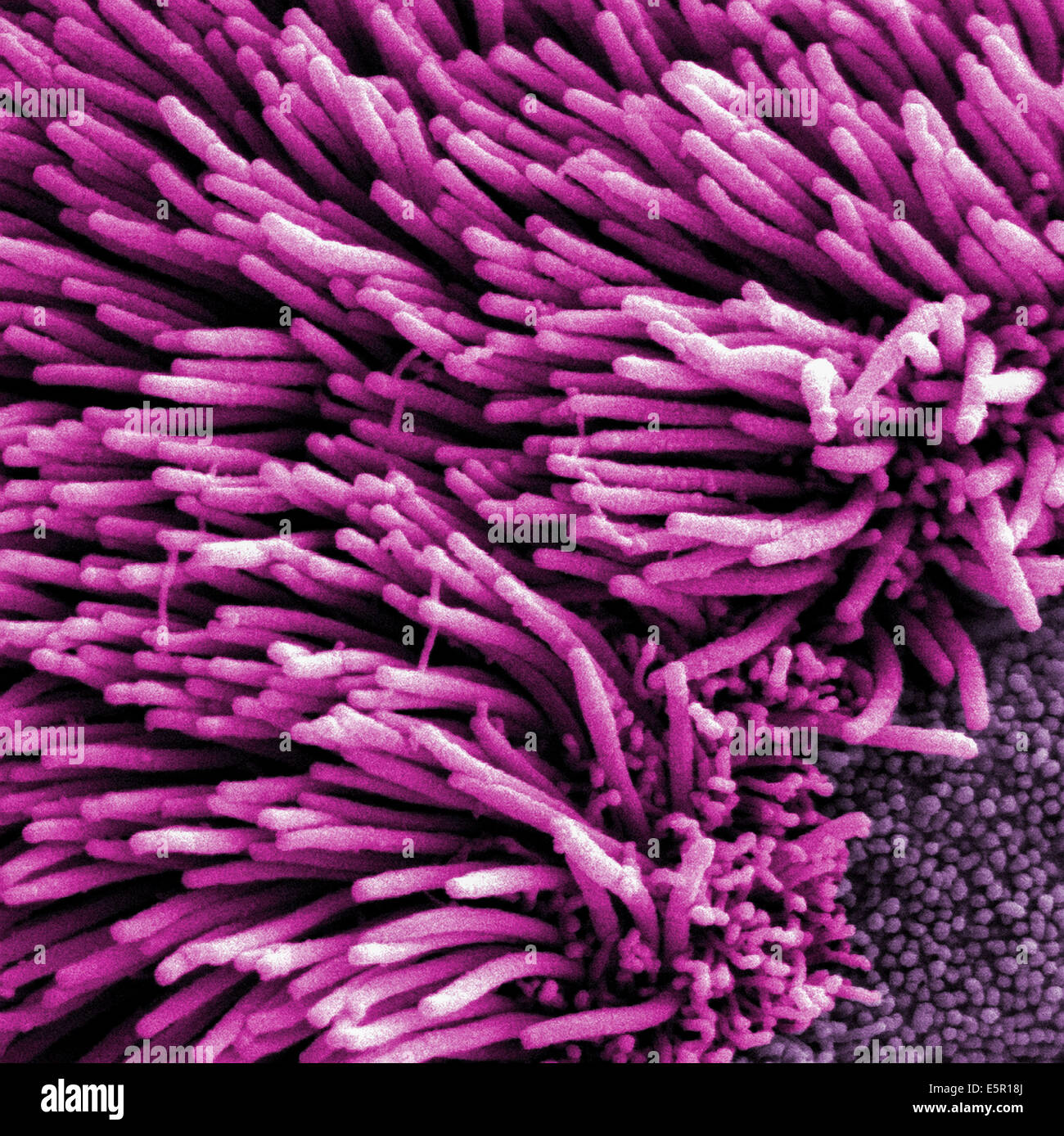 Scanning electron micrograph (SEM) of the lung trachea epithelium which consists of ciliated cells seen here, and non-ciliated Stock Photo