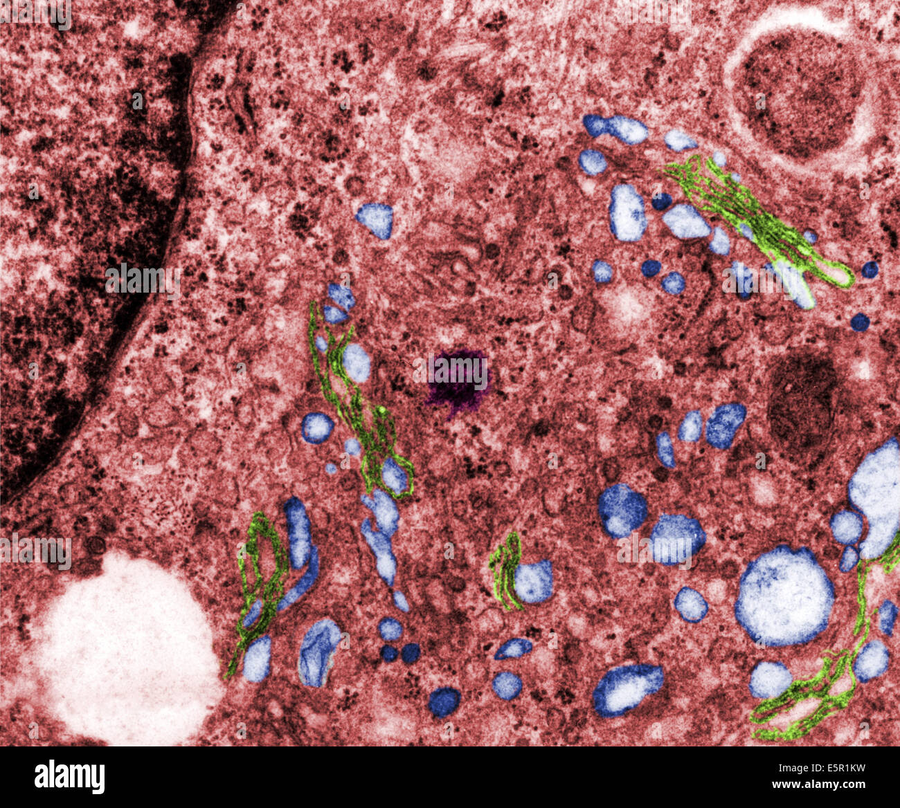 Transmission electron micrograph (TEM) of the Golgi apparatus of a cell, The piles of the membranous bags of the dictyosome are Stock Photo