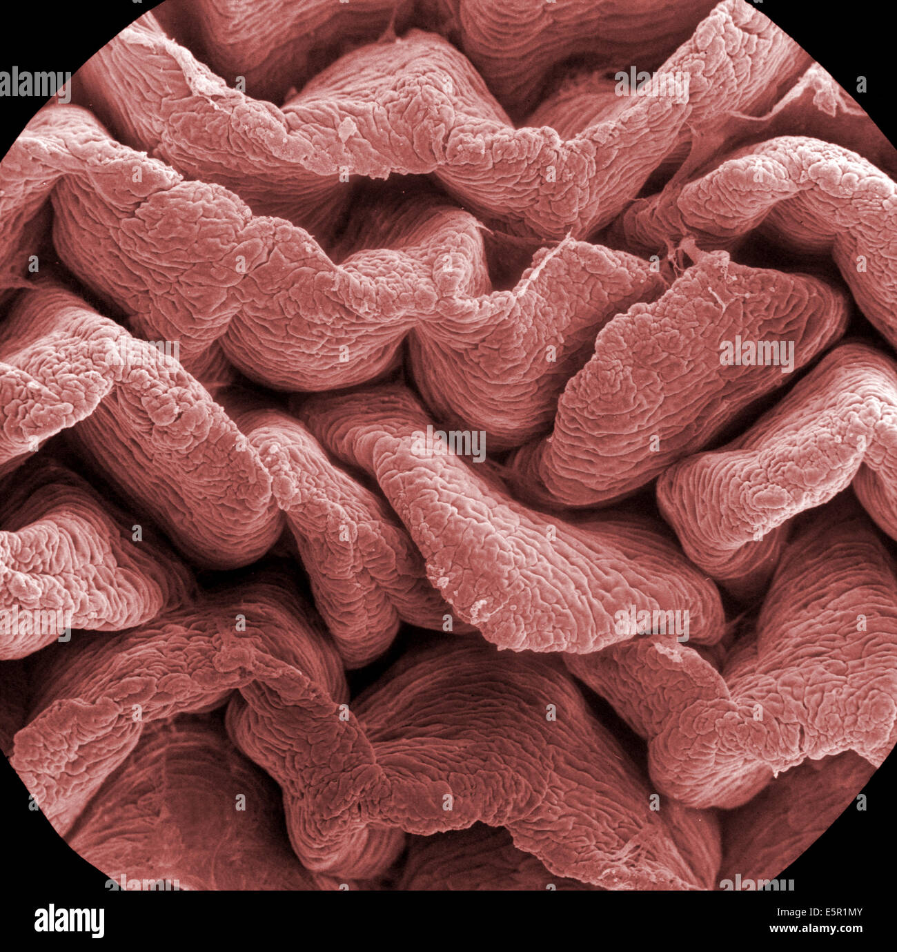 Scanning electron micrograph (SEM) of an absorptive epithelial cells lining the surface of the small intestine, showing Stock Photo