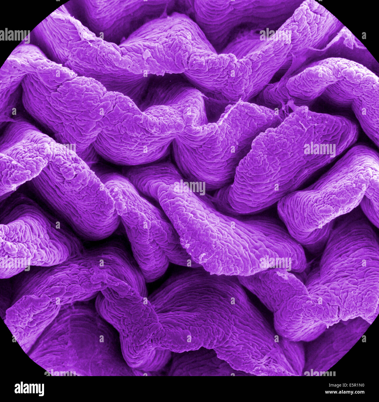 Scanning electron micrograph (SEM) of an absorptive epithelial cells lining the surface of the small intestine, showing Stock Photo