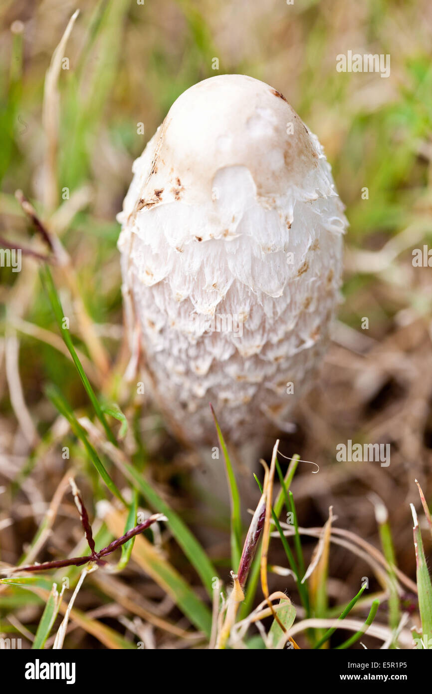 Hairy Coprin (coprinus comatus) mushroom. Stock Photo