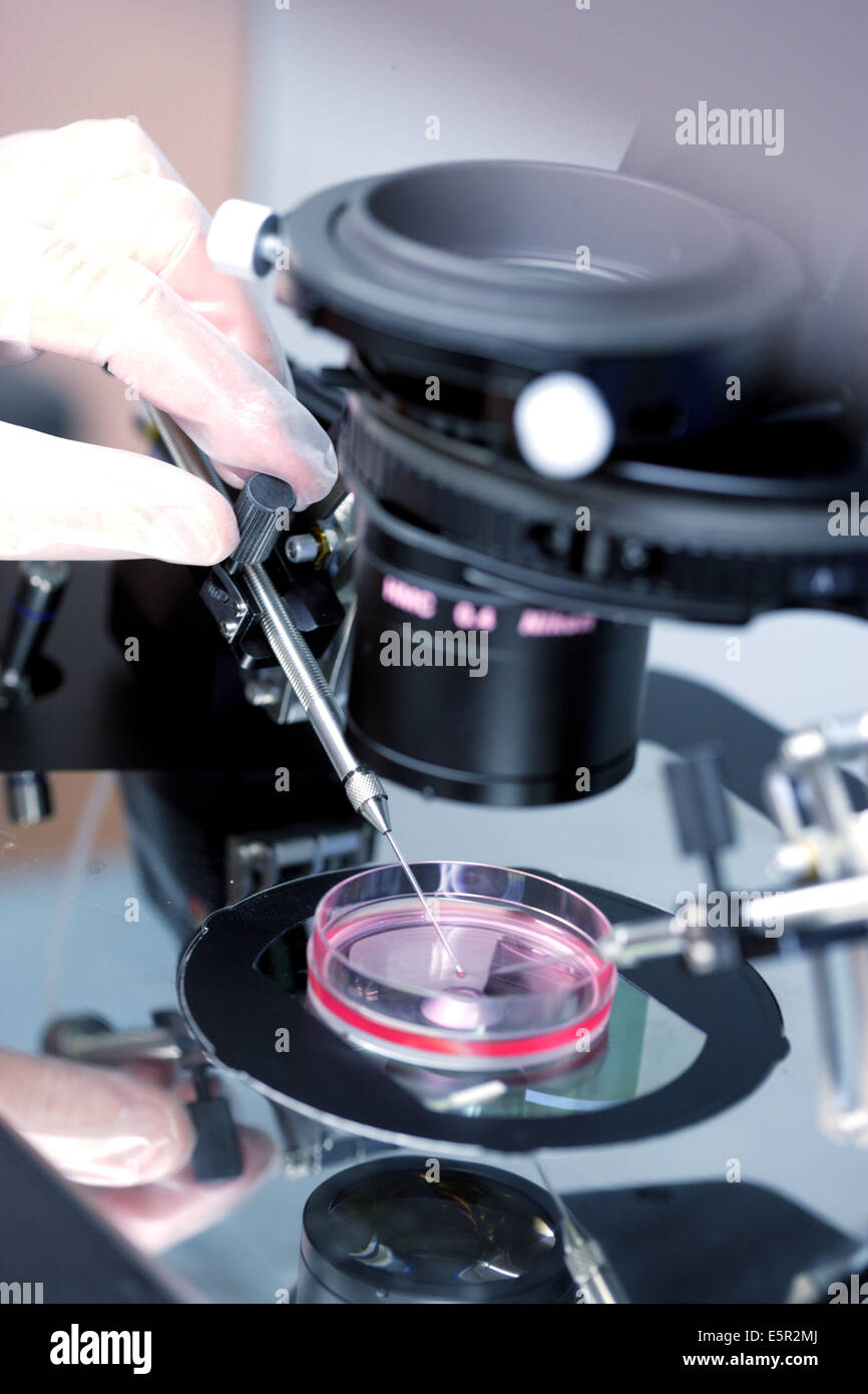 Technician using a light microscope to inject human sperm into a human egg cell (ovum) during in vitro fertilisation (IVF), Stock Photo