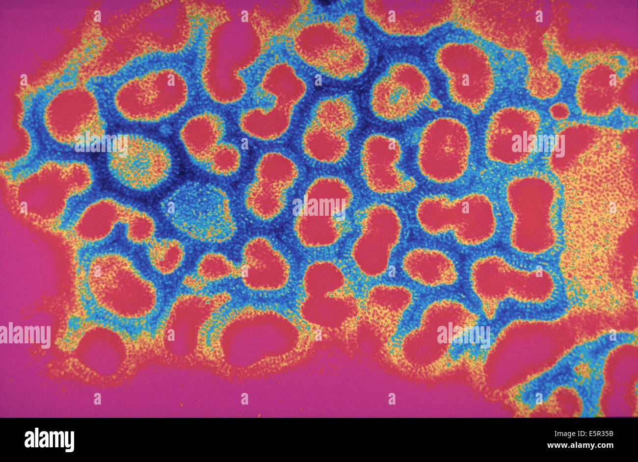 Influenzavirus a and micrograph hi-res stock photography and images - Alamy