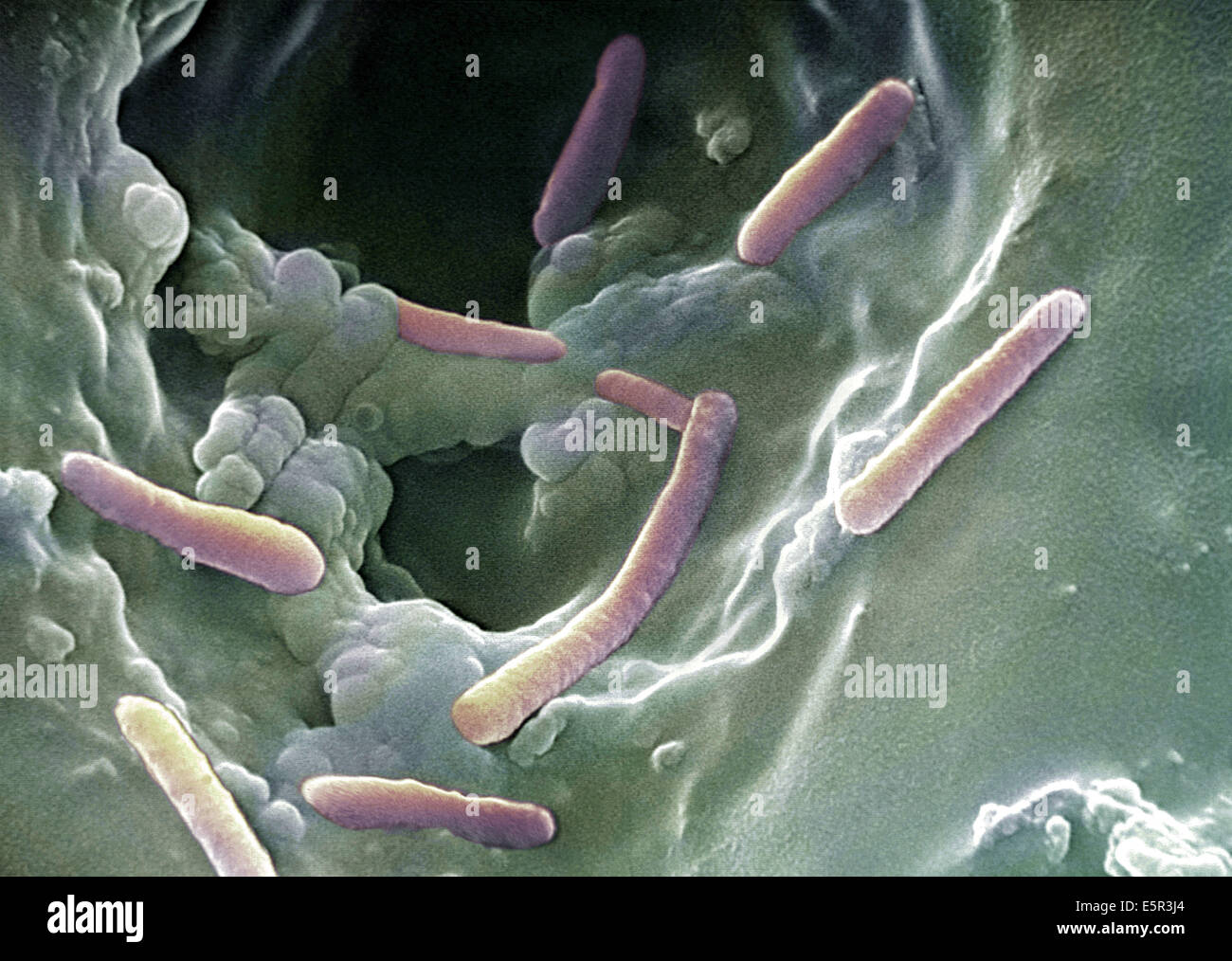 Scanning Electron Micrograph (SEM) of Pseudomonas aeruginosa bacteria, also known as Bacillus pyocyaneus, This Gram-negative Stock Photo