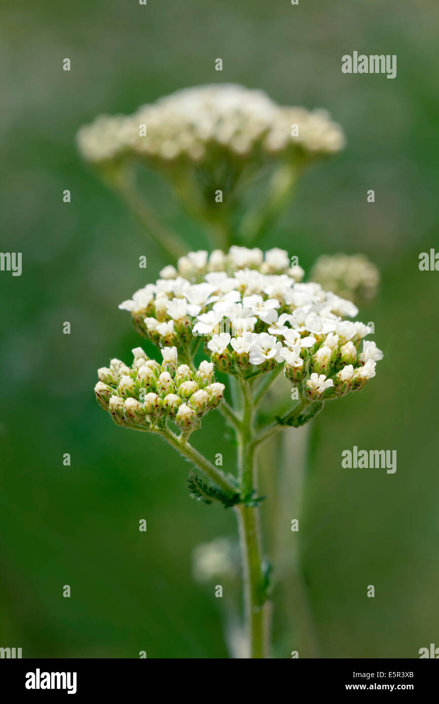 Laserpitium gallicum, Apiaceae, flora. Stock Photo
