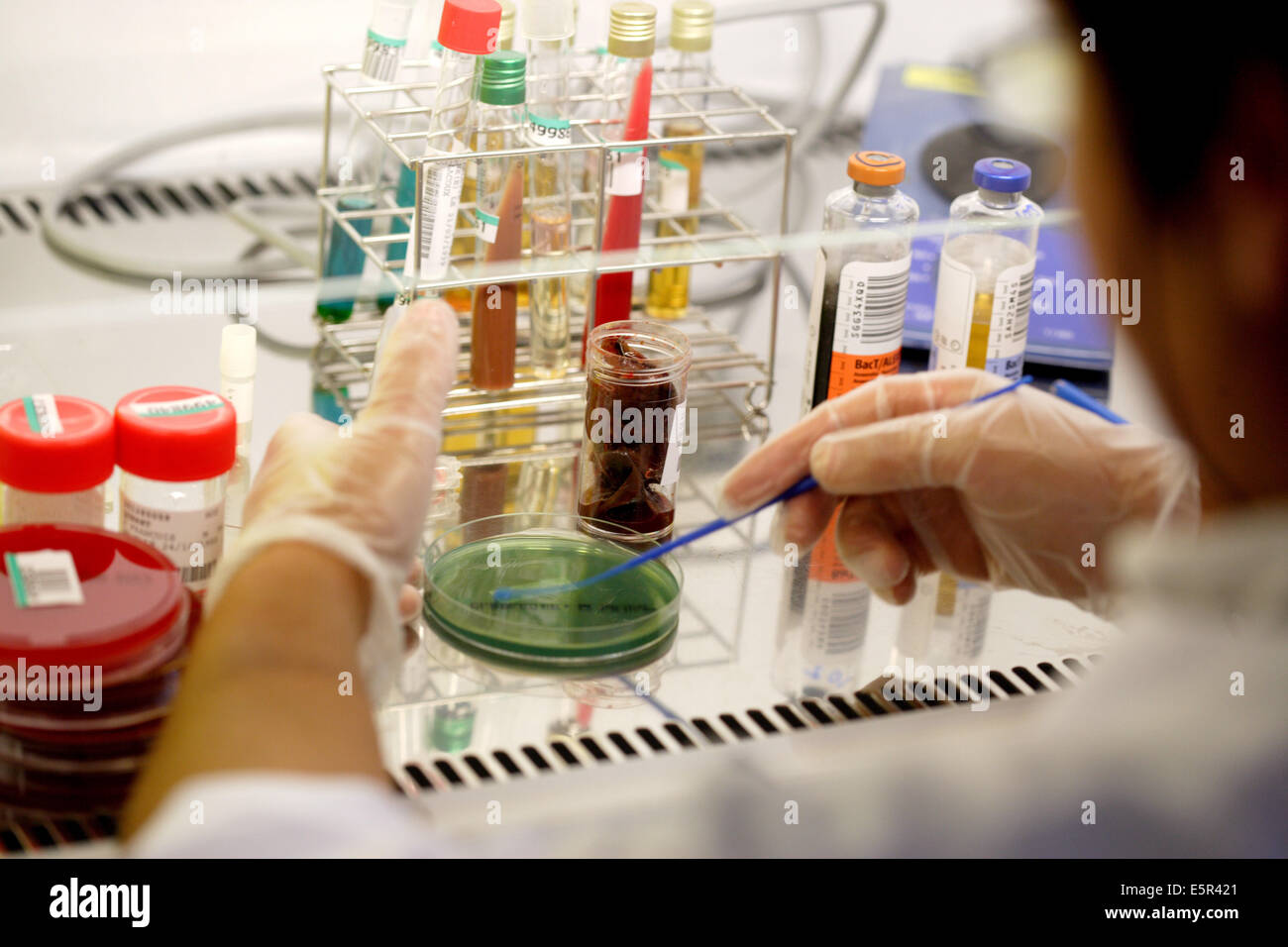 Hospital medical analysis laboratory, A technician is seeding bacteria